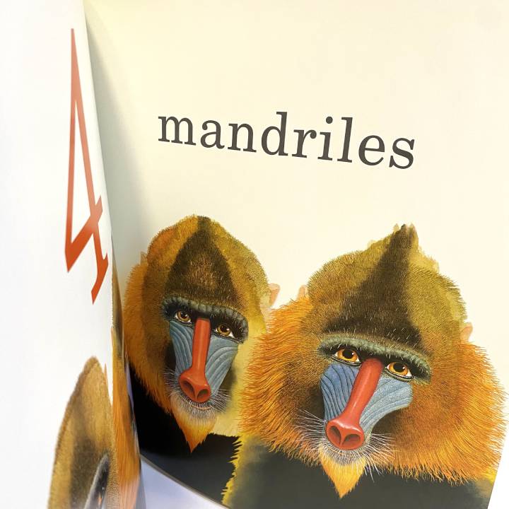 Un gorila, un libro no solo para contar