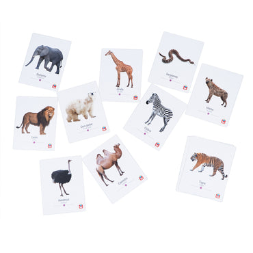 Flash cards animales salvajes